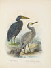 Ardea sacra och Ardea hollandiae - John Gerrard Keulemans — vy av konstverket