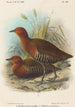 Fåglar från Filippinerna - John Gerrard Keulemans — vy av konstverket