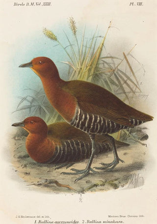 John Gerrard Keulemans - Birds of Philippines.webp