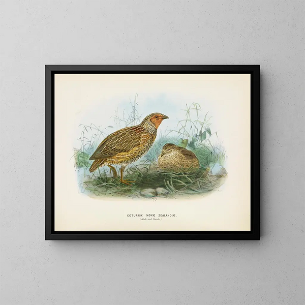 Caille de Nouvelle-Zélande mâle et femelle - John Gerrard Keulemans — inramlat konstverk på väggen