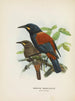 Créations carnuculatus - John Gerrard Keulemans — vy av konstverket