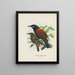 Créations carnuculatus - John Gerrard Keulemans — inramlat konstverk på väggen