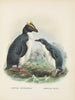 Eudyptes chrysocomus och Eudyptula minori - John Gerrard Keulemans — vy av konstverket