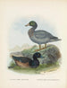 Fuligula new zealandiae och Hymenolaemus malacorhynchus - John Gerrard Keulemans — vy av konstverket