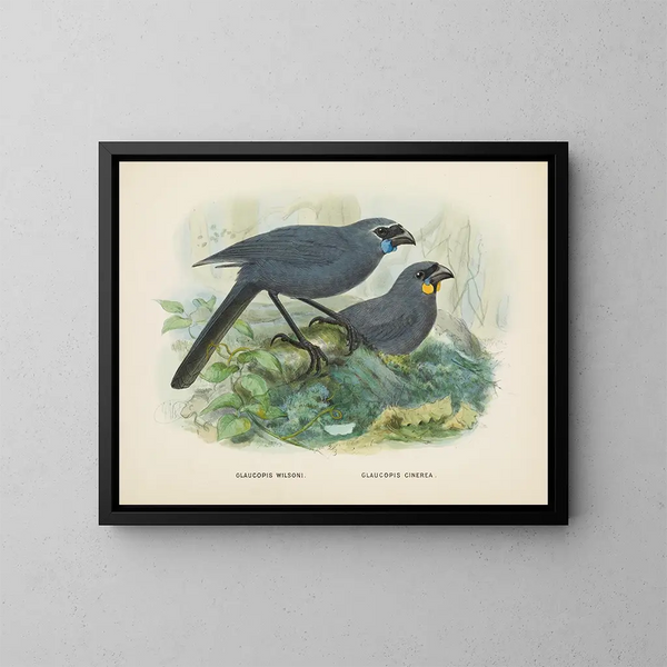 Glaucopis wilsoni och Glaucopis cinerea - John Gerrard Keulemans — inramlat konstverk på väggen