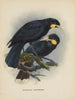 Heteralocha acutirostris - John Gerrard Keulemans — vy av konstverket
