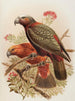 Kakadus Kaka och Kakadusort Kakakura Nestor meridionalis - John Gerrard Keulemans — vy av konstverket