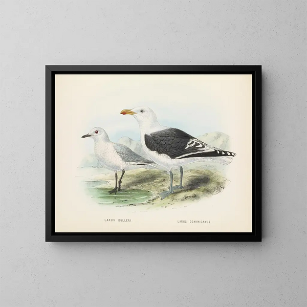 Larus bulleri och Larus dominicanus - John Gerrard Keulemans — inramlat konstverk på väggen
