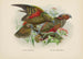 Nestor notabilis och Nestor meridionalis - John Gerrard Keulemans — vy av konstverket