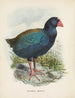 Couvertures Notornis - John Gerrard Keulemans — vy av konstverket