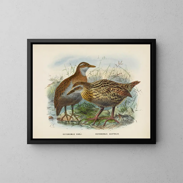 Ocydromus earli och Ocydromus australis - John Gerrard Keulemans — inramlat konstverk på väggen