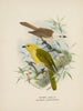 Orthonyx albicilla och Orthonyx ochrocephala - John Gerrard Keulemans — vy av konstverket