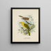 Orthonyx albicilla och Orthonyx ochrocephala - John Gerrard Keulemans — inramlat konstverk på väggen