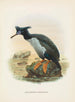 Phalacrocorax featherstoni - John Gerrard Keulemans — vy av konstverket