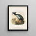 Phalacrocorax featherstoni - John Gerrard Keulemans — inramlat konstverk på väggen
