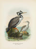 Phalacrocorax punctatus han och hona - John Gerrard Keulemans — vy av konstverket