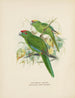 Platycercus auriceps Platycercus Nya Zeeland - John Gerrard Keulemans — vy av konstverket