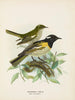 hane och hona omgivna av pogonornis - John Gerrard Keulemans — vy av konstverket