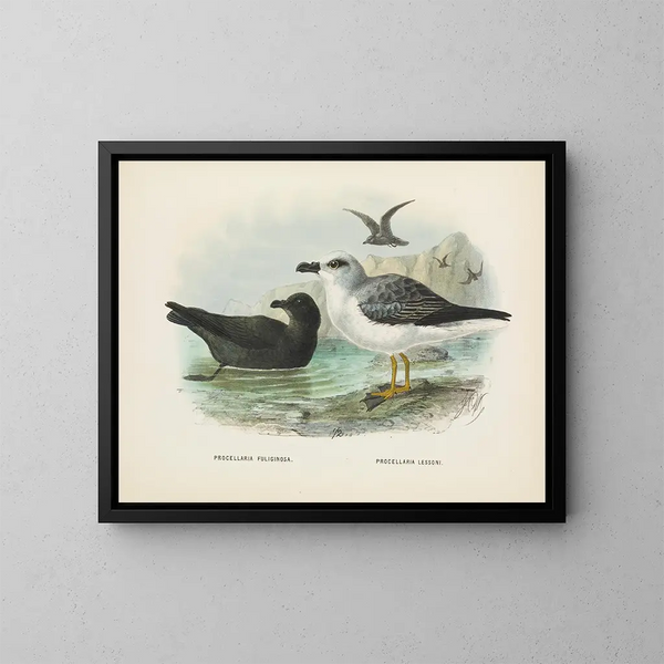 Puffin fuligineux och Puffin de Lessoni - John Gerrard Keulemans — inramlat konstverk på väggen