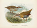 Rallus philipensis och Rallus dieffenbachii - John Gerrard Keulemans — vy av konstverket