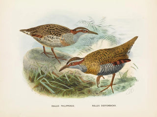 Rallus philipensis och Rallus dieffenbachii - John Gerrard Keulemans — vy av konstverket