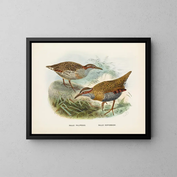 Rallus philipensis och Rallus dieffenbachii - John Gerrard Keulemans — inramlat konstverk på väggen