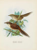 Spenoeacus punctatus och Spenoeacus rufescens - John Gerrard Keulemans — vy av konstverket