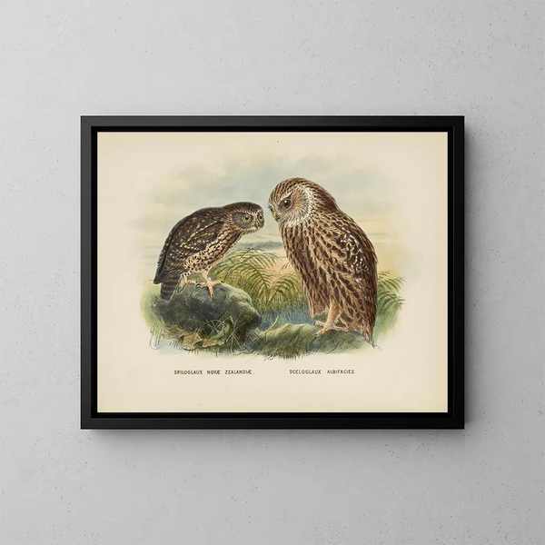 Spiloglaux de Nouvelle-Zélande och Sceloglaux à face blanche - John Gerrard Keulemans — inramlat konstverk på väggen