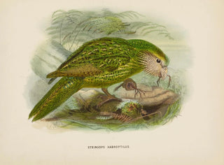 John Gerrard Keulemans - Stringops habroptilus.webp