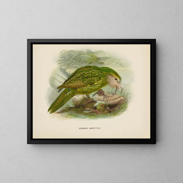 Stringops habroptilus - John Gerrard Keulemans — inramlat konstverk på väggen