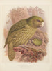 Le Kakapo eller ugglepapegoja Stringops habroptilus - John Gerrard Keulemans — vy av konstverket