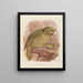 Le Kakapo eller ugglepapegoja Stringops habroptilus - John Gerrard Keulemans — inramlat konstverk på väggen