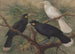 Trois huia - John Gerrard Keulemans — vy av konstverket