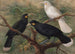 Tre huia Heteralocha acutirostris - John Gerrard Keulemans — vy av konstverket