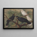 Trois huia - John Gerrard Keulemans — inramlat konstverk på väggen