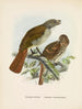 Turnagra hectori och Turnagra crassirostris - John Gerrard Keulemans — vy av konstverket