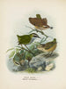 Xenicus longipes hane och hona och Xenicus gilviventris hane och hona - John Gerrard Keulemans — vy av konstverket