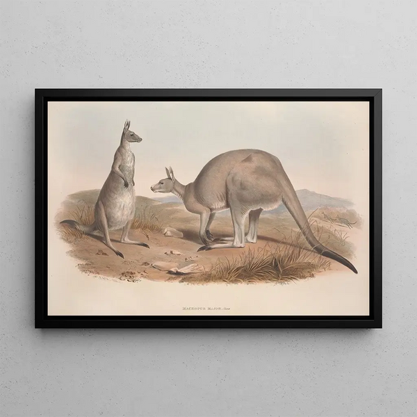 En monografi över Macropodidae eller familjen av känguruer Pl01 - John Gould — inramlat konstverk på väggen