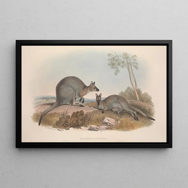 John Gould - A monograph of the Macropodidae or family of kangaroos Pl07.webp