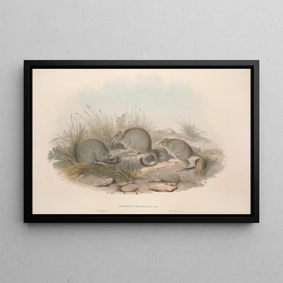 John Gould - A monograph of the Macropodidae or family of kangaroos Pl14.webp