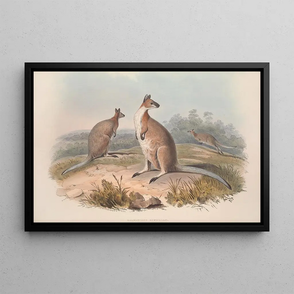 En monografi över Macropodidae eller familjen av känguruer Pl17 - John Gould — inramlat konstverk på väggen