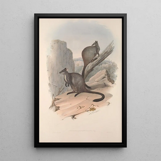 John Gould - A monograph of the Macropodidae or family of kangaroos Pl23.webp