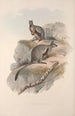 En monografi över Macropodidae eller familjen av känguruer Pl24 - John Gould — vy av konstverket