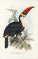 En monografi över Ramphastidae eller familjen toucaner Pl03 - John Gould — vy av konstverket
