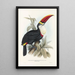 En monografi över Ramphastidae eller familjen toucaner Pl03 - John Gould — inramlat konstverk på väggen