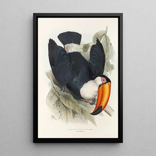 John Gould - A monograph of the Ramphastidae or family of toucans Pl06.webp