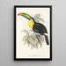 En monografi över Ramphastidae eller familjen toucaner Pl07 - John Gould — inramlat konstverk på väggen