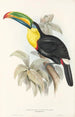 En monografi över Ramphastidae eller familjen toucaner Pl07 - John Gould — vy av konstverket