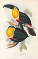 En monografi över Ramphastidae eller familjen toucaner Pl10 - John Gould — vy av konstverket