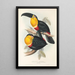En monografi över Ramphastidae eller familjen toucaner Pl10 - John Gould — inramlat konstverk på väggen